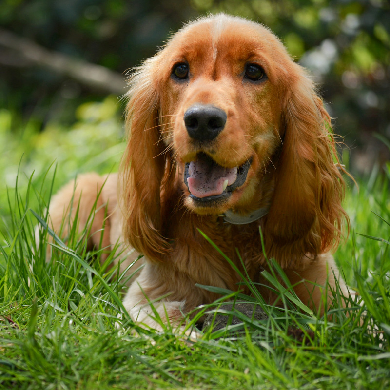 cocker-spaniel-puppies-5-tips-for-better-care