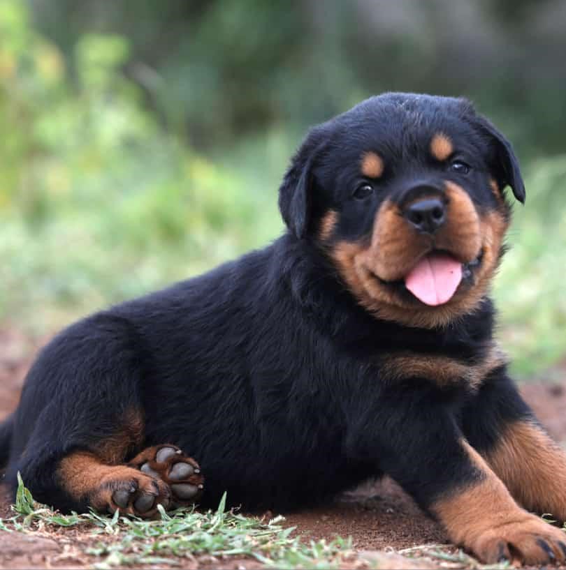 Rottweiler-4