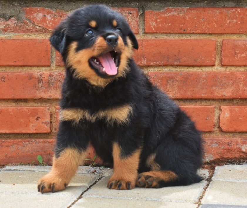 Rottweiler-5