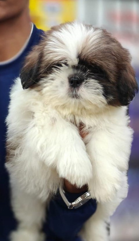 Shih_Tzu-3