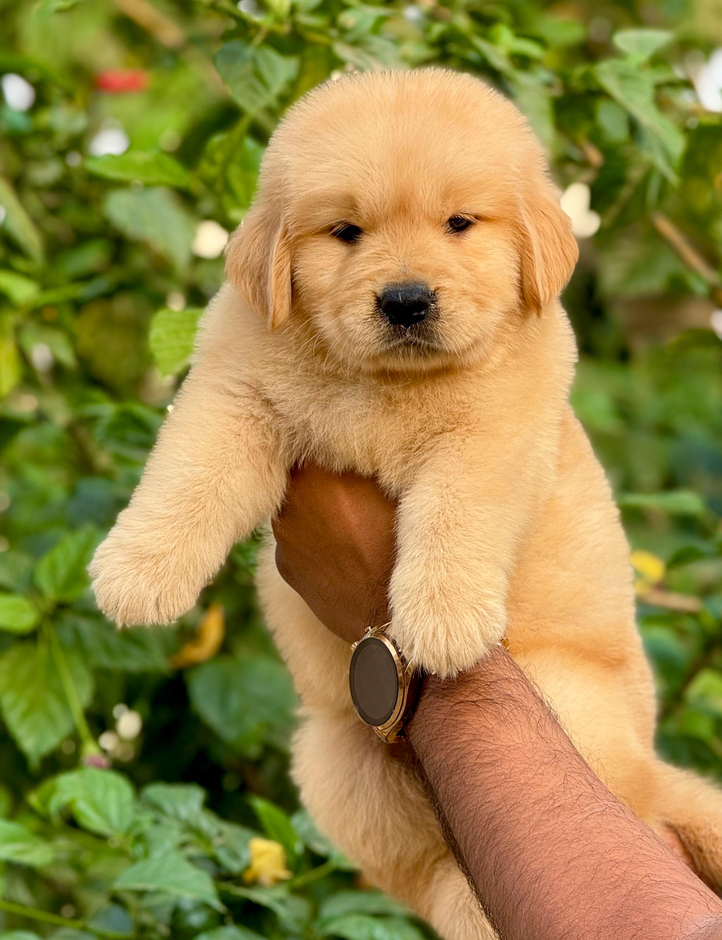 Golden Retriever puppy 