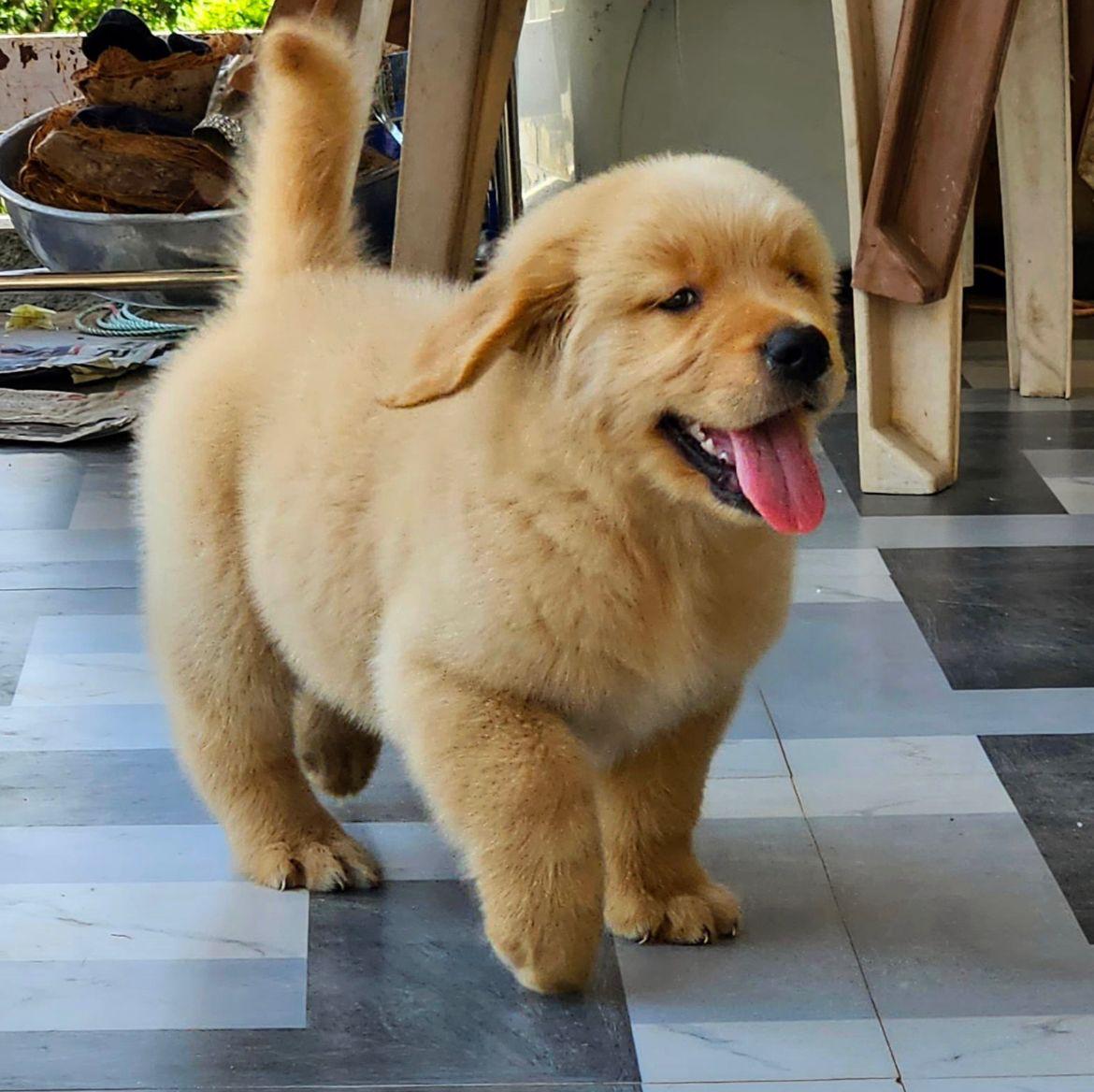 Golden Retriever