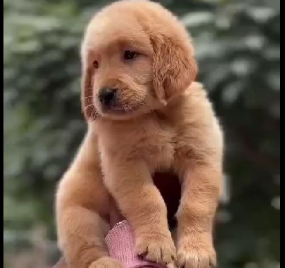 Breed Golden Retriever 