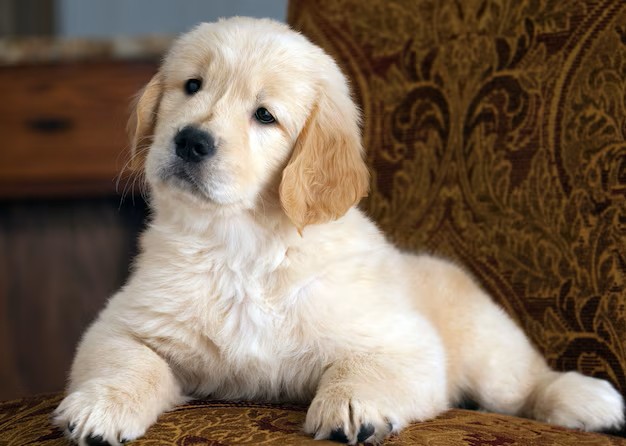 Golden Retriever Female