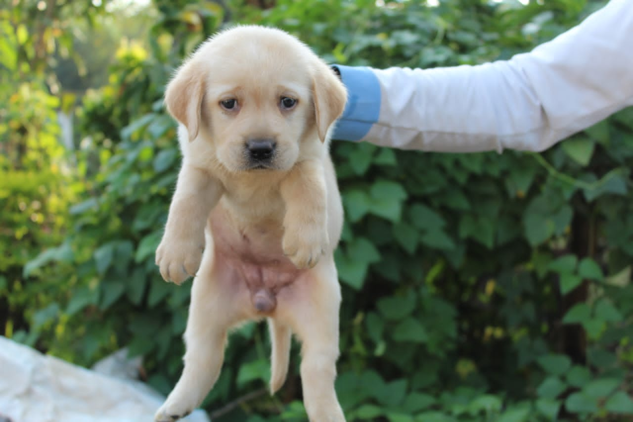  Labrador female puppy price in jaipur