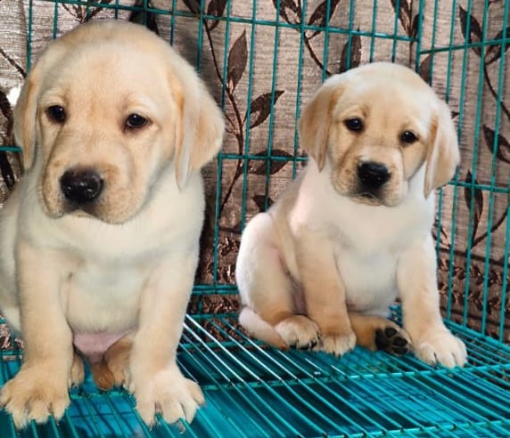  Labrador puppies for sale in jaipur