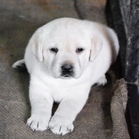 labrador retriever dog price in Margao-Goa