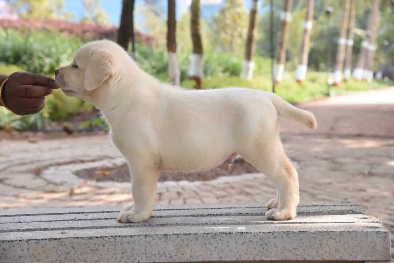 labrador retriever purchase in Mapusa-Goa