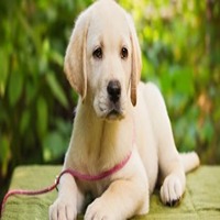Labrador Retriever Price In India | Labrador Puppies For Sale In India