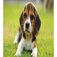 Beagle Puppy Price in Indore