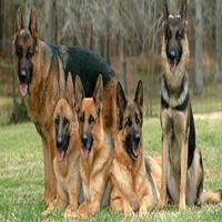 German Shepherd For Sale In India | German Shepherd Price In India ...