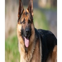 how much does a german shepherd cost in india