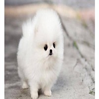 toy pomeranian male price in Panaji-Goa