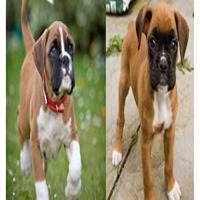 Boxer Puppies for Sale in india