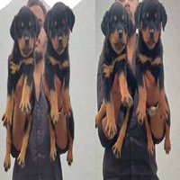 Doberman Puppies for Sale in Kolkata