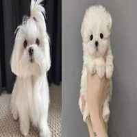 Maltese dog breeder in india