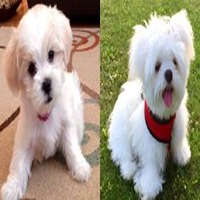 Maltese puppy purchase in india