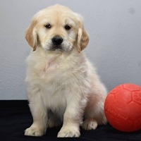 golden-retriever