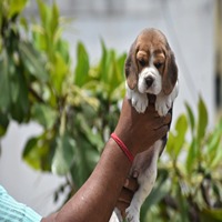 beagle price in Panaji-Goa