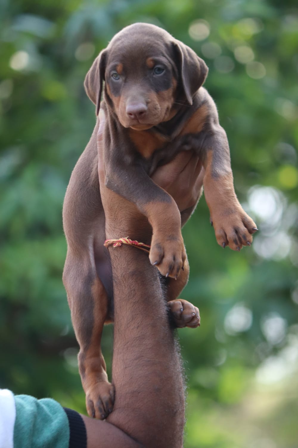Best Quality Doberman price in Udgir