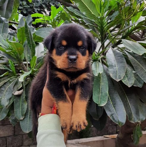import quality rottweiler sale in udgir