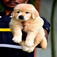 golden retriever female price in Margao-Goa