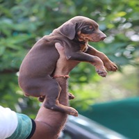 doberman purchase in Panaji-Goa