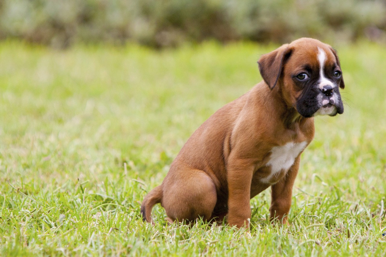 boxer female price in Mapusa Goa