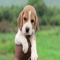 beagle purchase in Margao-Goa