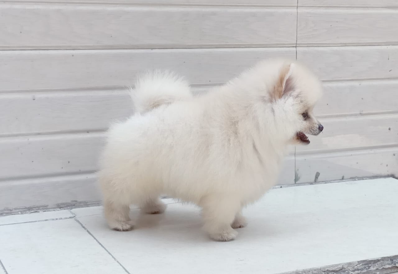 import bloodline toy pomeranian price in thane