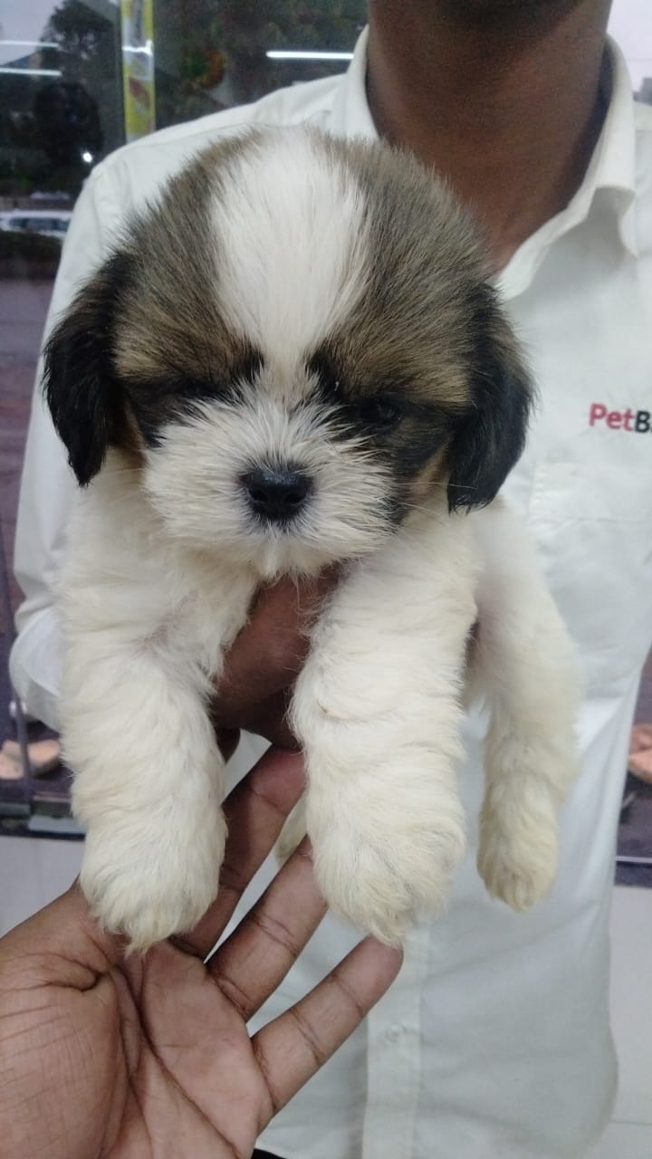 cute adorable shih tzu puppy rates in PCMC | shih tzu available in pimpri chinchwad