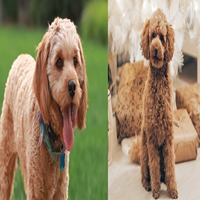 Poodle puppies for sale in Bangalore | Poodle price in Bangalore ...