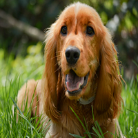 Cocker Spaniel Puppies for Sale in New Delhi