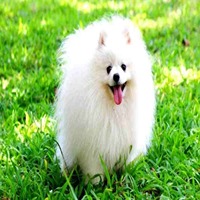 Toy Pomeranian For Sale in Vishakhapatnam