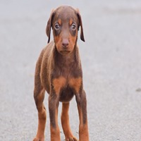 Doberman online purchase in Bangalore