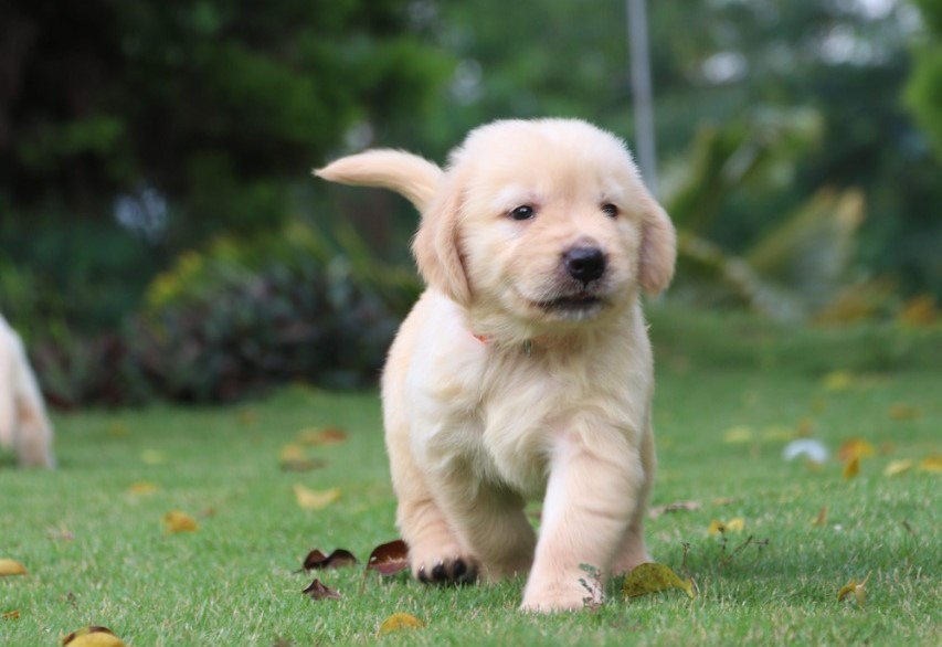 Golden Retriever Puppies for sale in Dhanbad