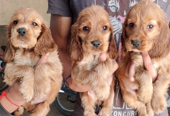 Cocker Spaniel Puppies for Sale in Ghaziabad