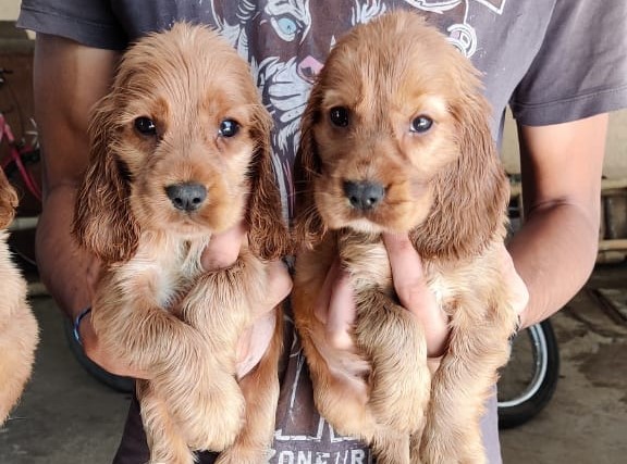 Cocker Spaniel Puppies for Sale in Meerut