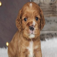 Cocker Spaniel Puppies for sale in Dhanbad