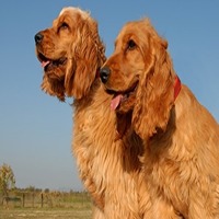 Cocker Spaniel Puppies for sale in Allahabad