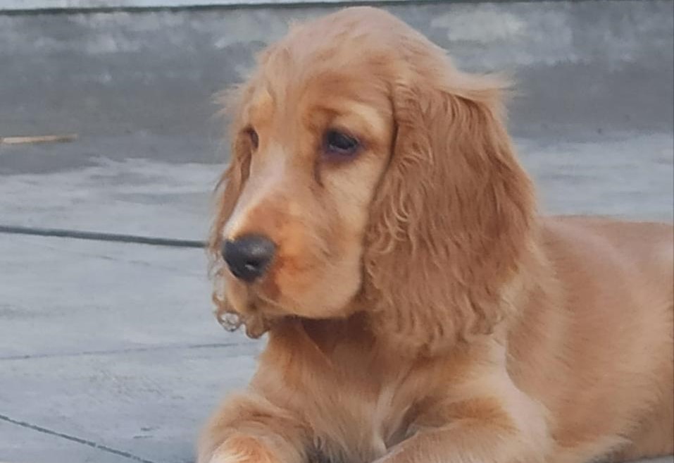 Cocker Spaniel Puppies for sale in Coimbatore