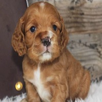 Cocker Spaniel Puppies for Sale in Jabalpur