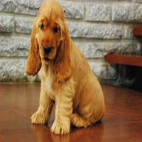 Cocker Spaniel Puppies for sale in Jodhpur