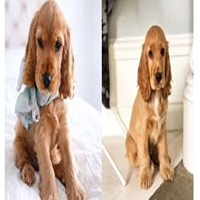 Cocker Spaniel Puppies for sale in Kota