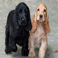 Cocker Spaniel Puppies For Sale In Guwahati