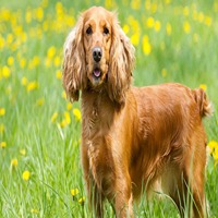 Cocker Spaniel Puppies for sale in Chandigarh