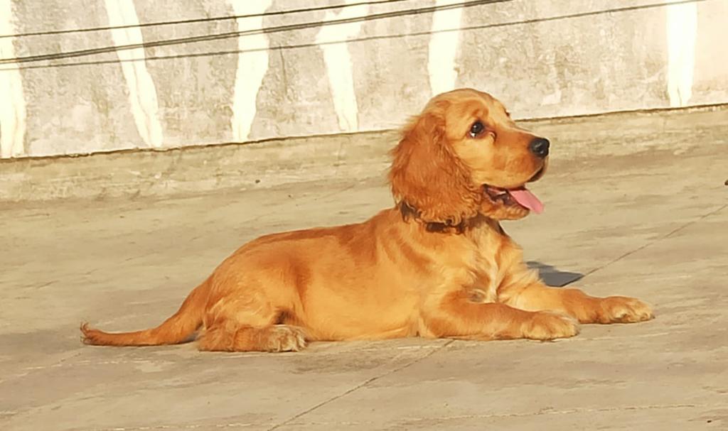 Cocker Spaniel Puppies for sale in Nellore