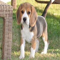 beagle puppies for sale in Panaji-Goa