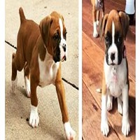 Boxer Puppies For Sale In Jodhpur