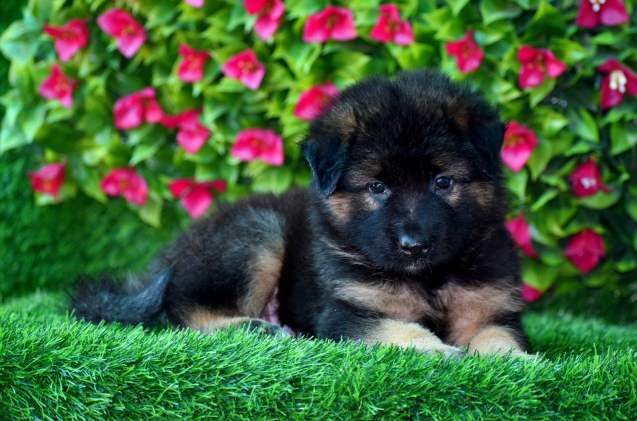 German Shepherd For Sale In India | German Shepherd Price In India